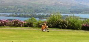 golf ireland 2008 009